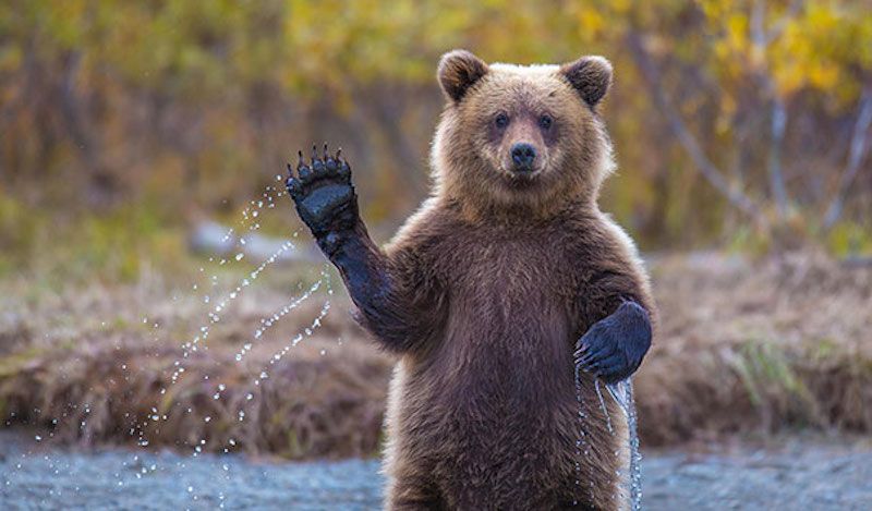 Bear with a paw raised to wave