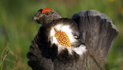 Close-up of a blue grouse.