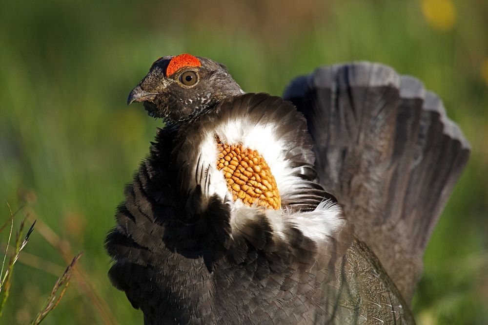Close-up of a blue grouse.
