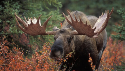 Close-up of a moose in a forest with green and orange leaved trees.