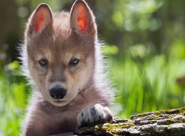 Wolf