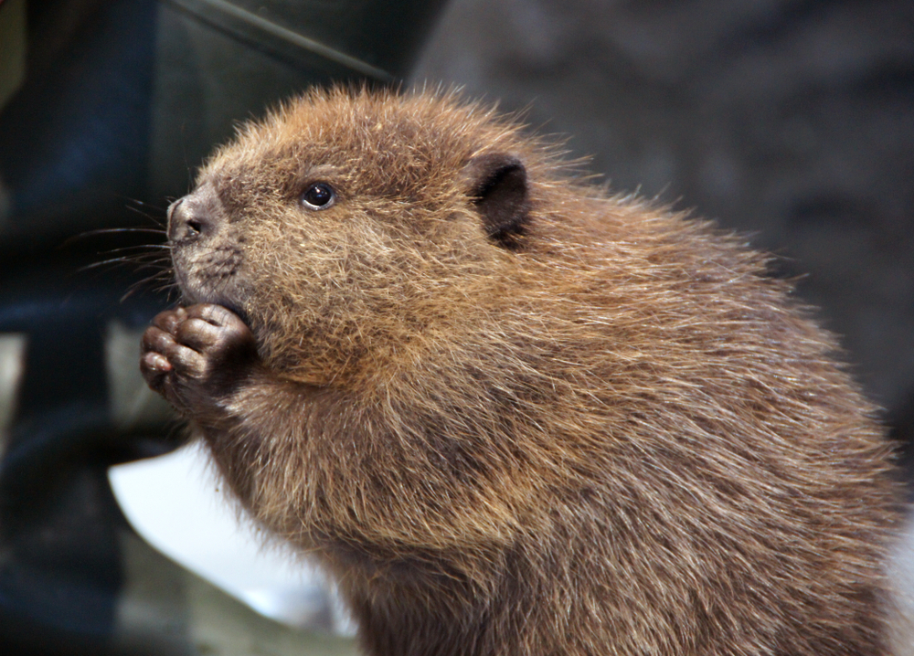 Baby beaver sucking its thumb.