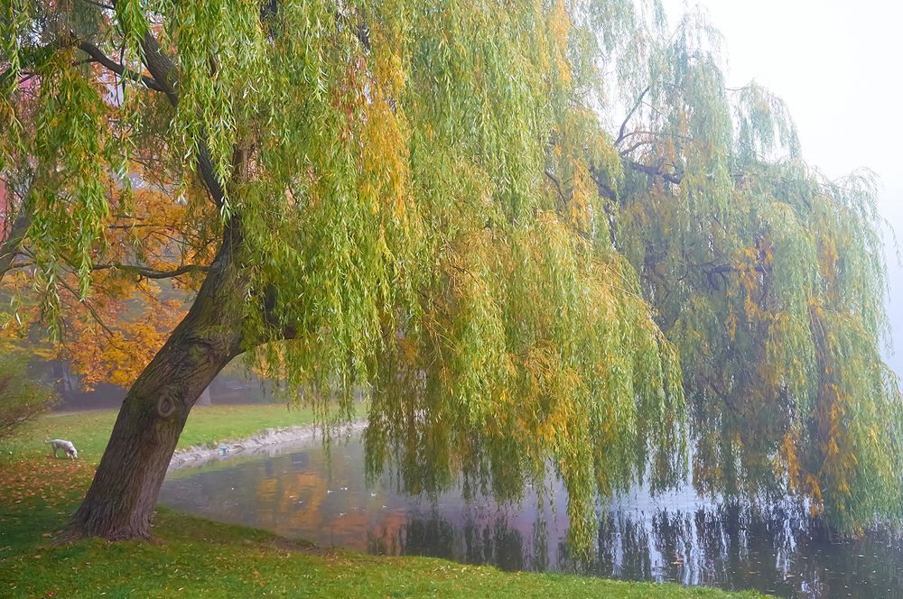 Willow