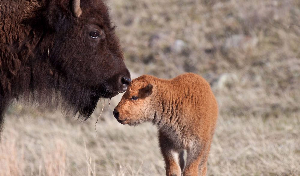 Close-up of a bison calf standing next to its mother.