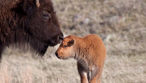 Close-up of a bison calf standing next to its mother.