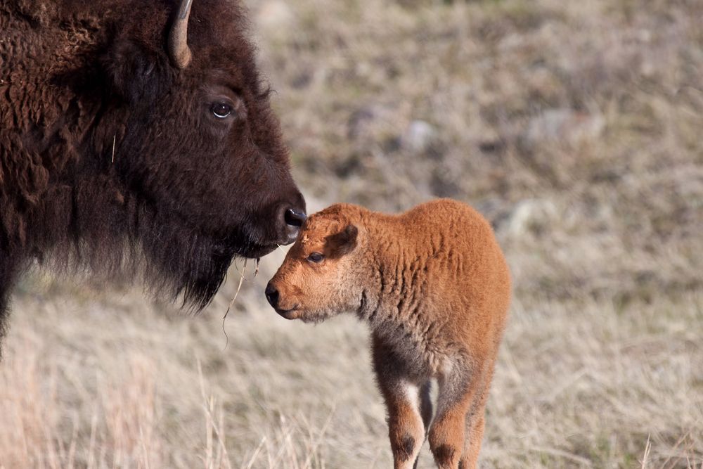 Close-up of a bison calf standing next to its mother.