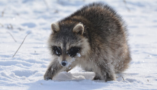 Close-up of a raccoon walking in the snow.