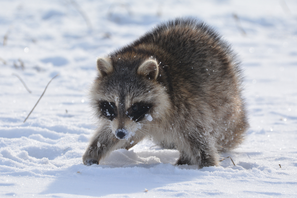 Close-up of a raccoon walking in the snow.