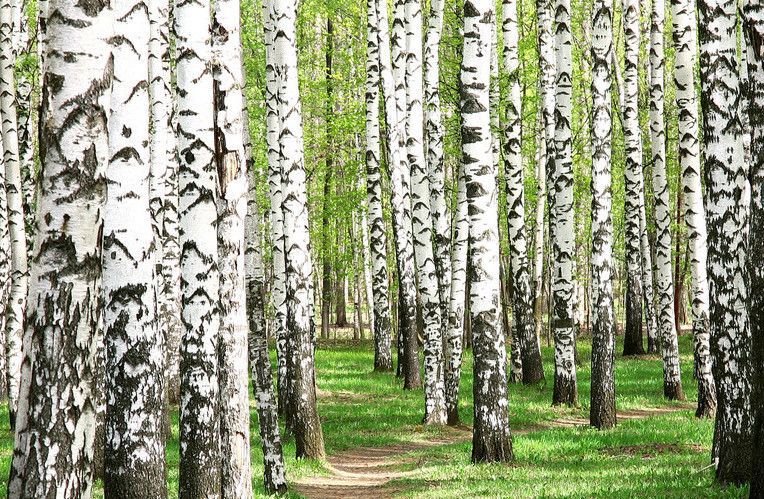 Birch