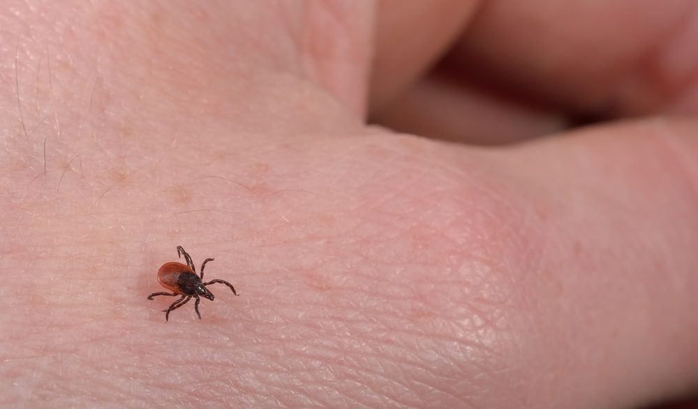 Close-up of a black-legged tick walking on a person's hand.