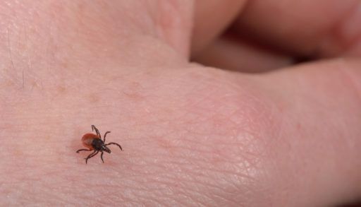 Close-up of a black-legged tick walking on a person's hand.