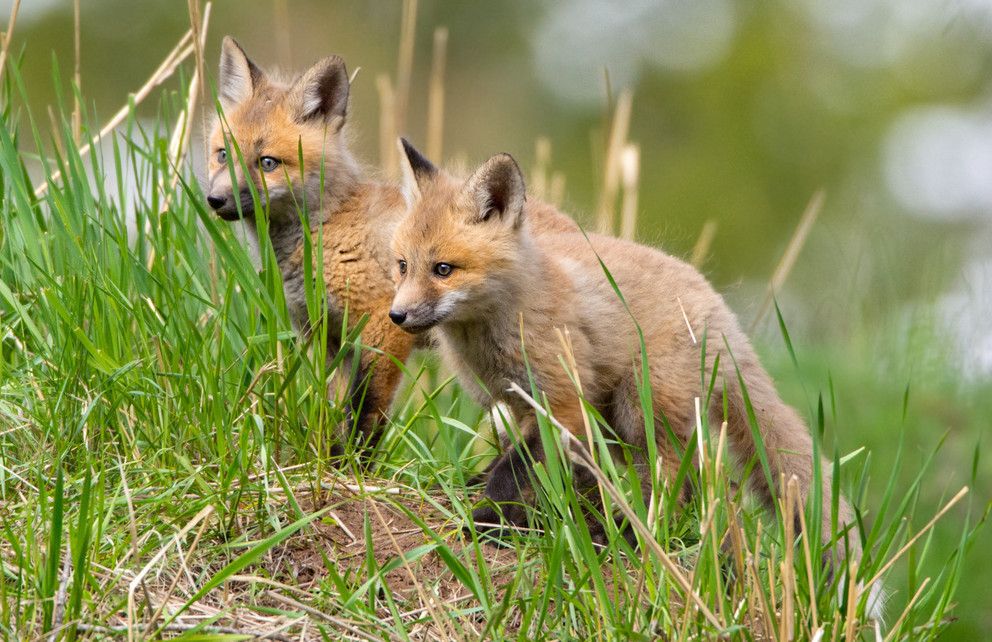 Fox