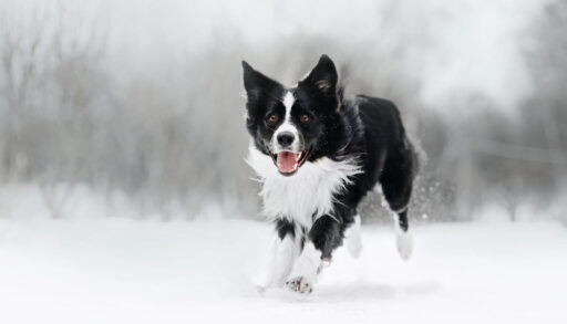 Black and white border collie dog running in the snow.
