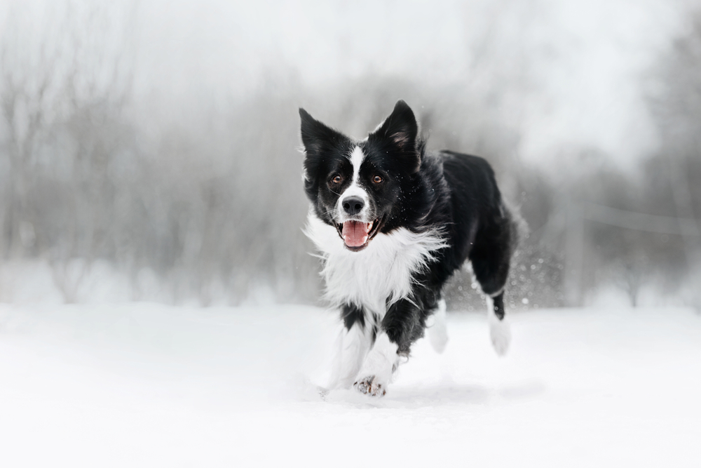 Black and white border collie dog running in the snow.