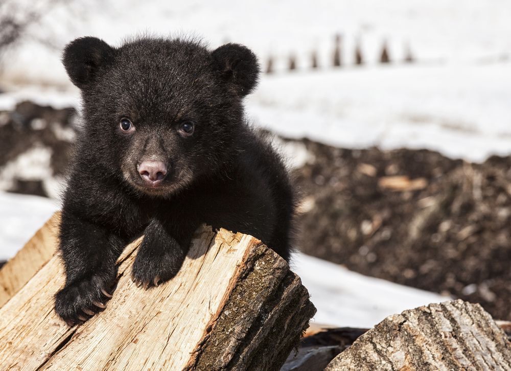 Bear