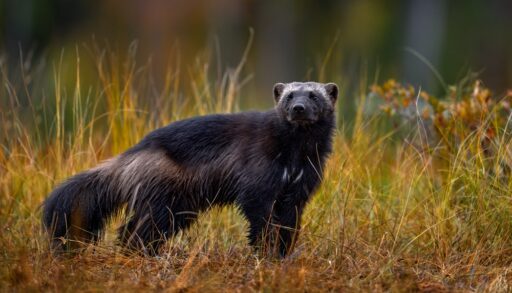 Close-up of a wolverine standing in a field of yellow grass.
