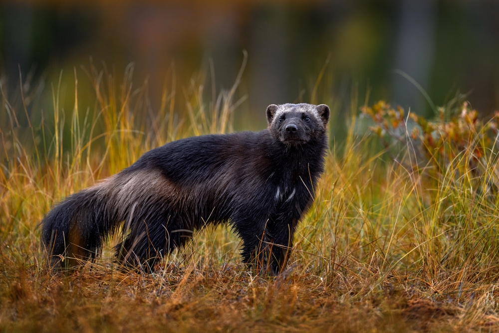 Close-up of a wolverine standing in a field of yellow grass.