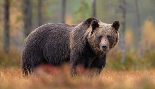 Side view of a grizzly bear standing in an autumn forest.