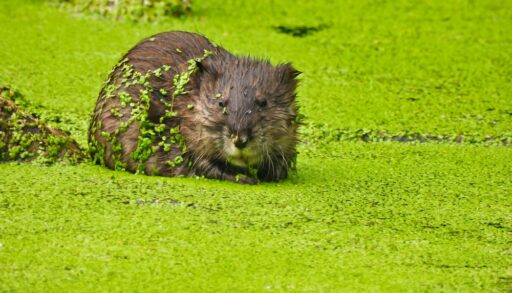 Close-up of a muskrat in a duckweed covered pond.