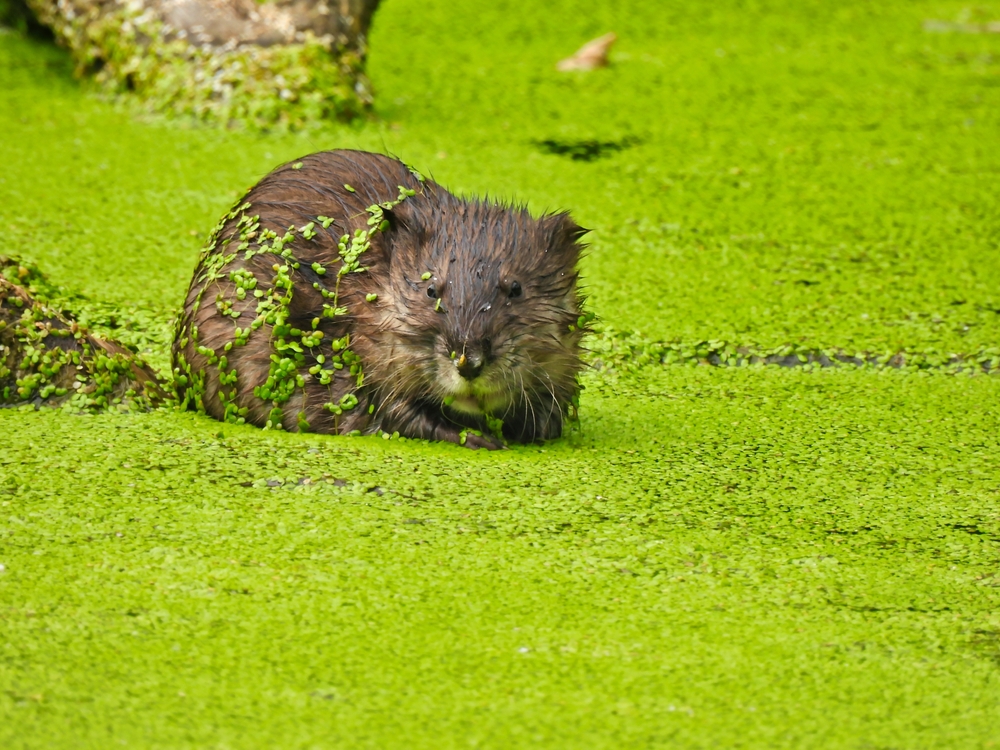 Close-up of a muskrat in a duckweed covered pond.