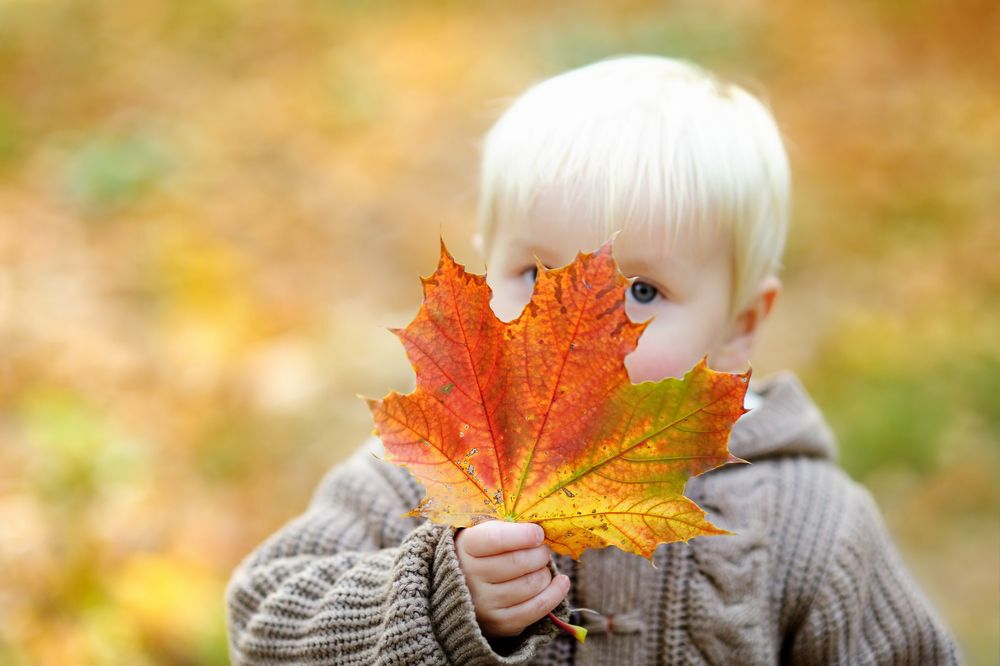 Maple