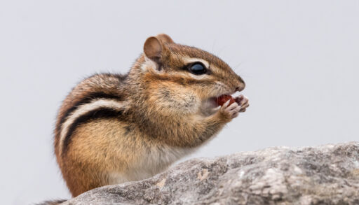 Chipmunk sitting on a tree branch eating a nut.