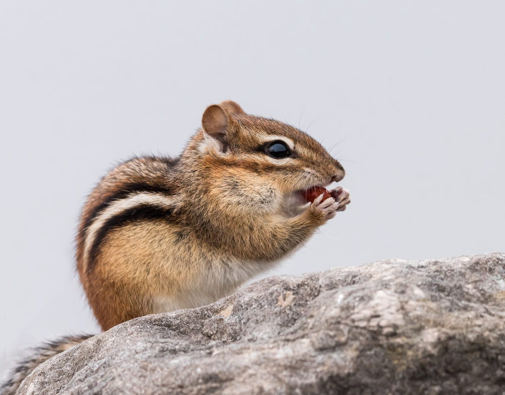 Chipmunk sitting on a tree branch eating a nut.