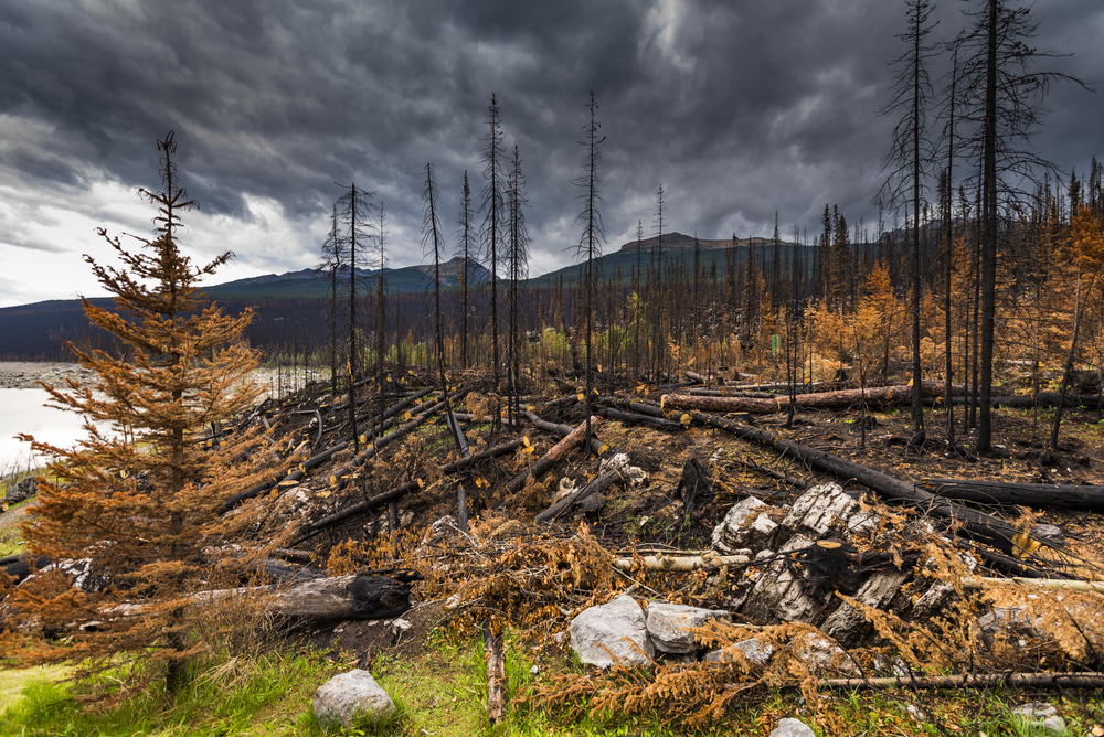 Aftermath of a forest fire in Jasper National Park, Alberta.