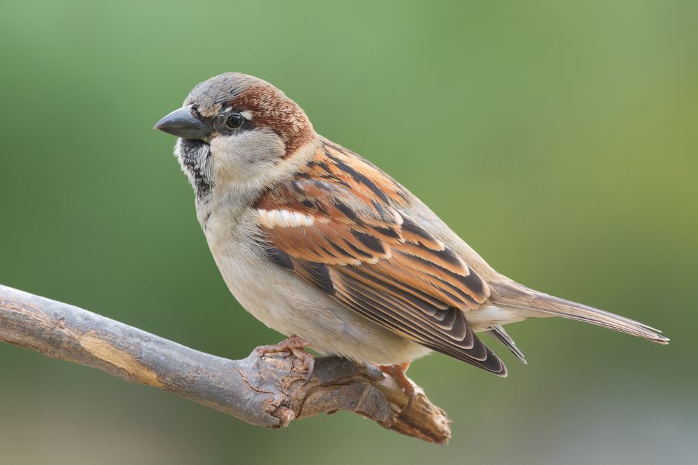 Sparrow
