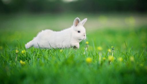 A small, white bunny running through a grassy field.