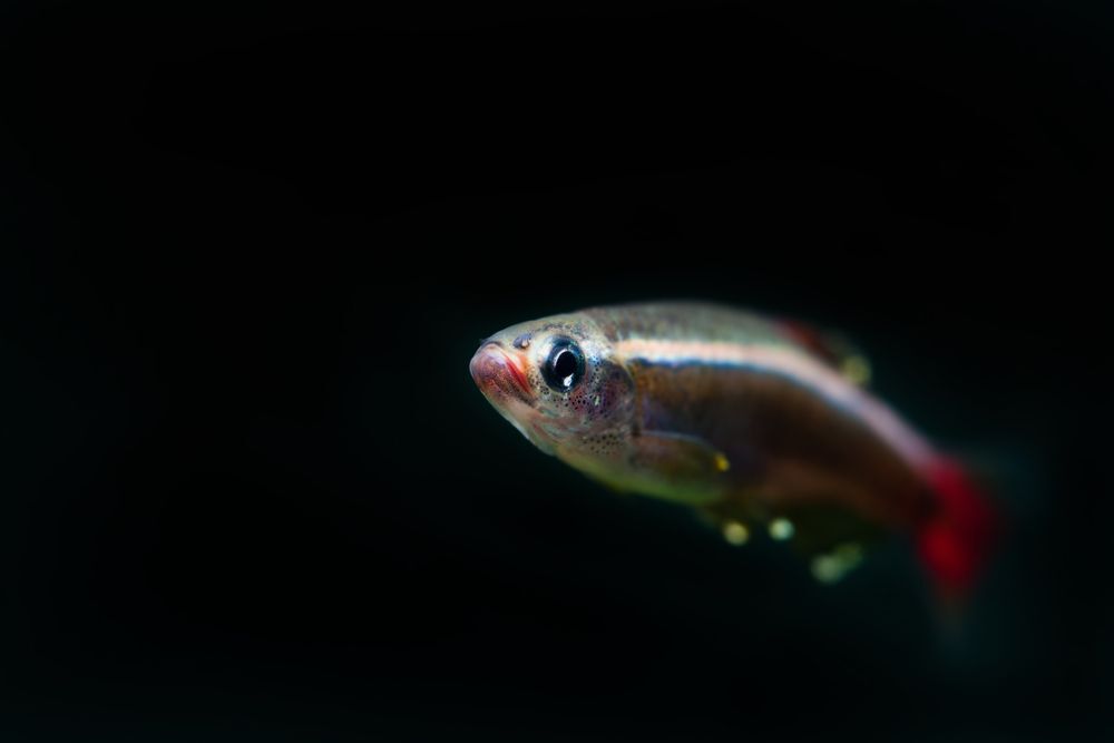 Minnow