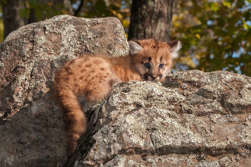 Puma