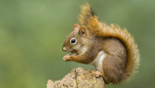 Squirrel sitting on a tree stump.