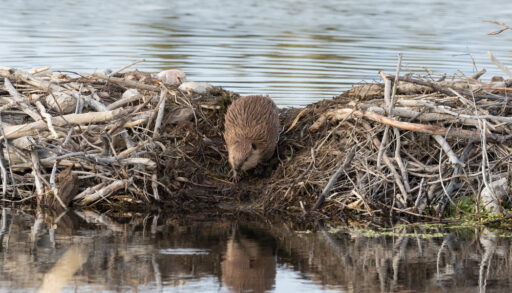 A beaver standing on a beaver dam made of broken tree branches.
