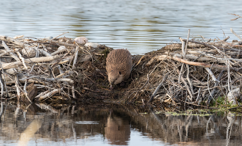 A beaver standing on a beaver dam made of broken tree branches.
