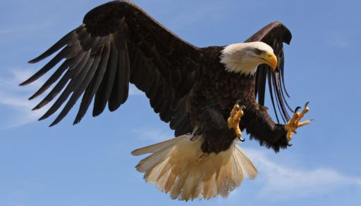 Close-up of a bald eagle flying with a blue sky in the background.
