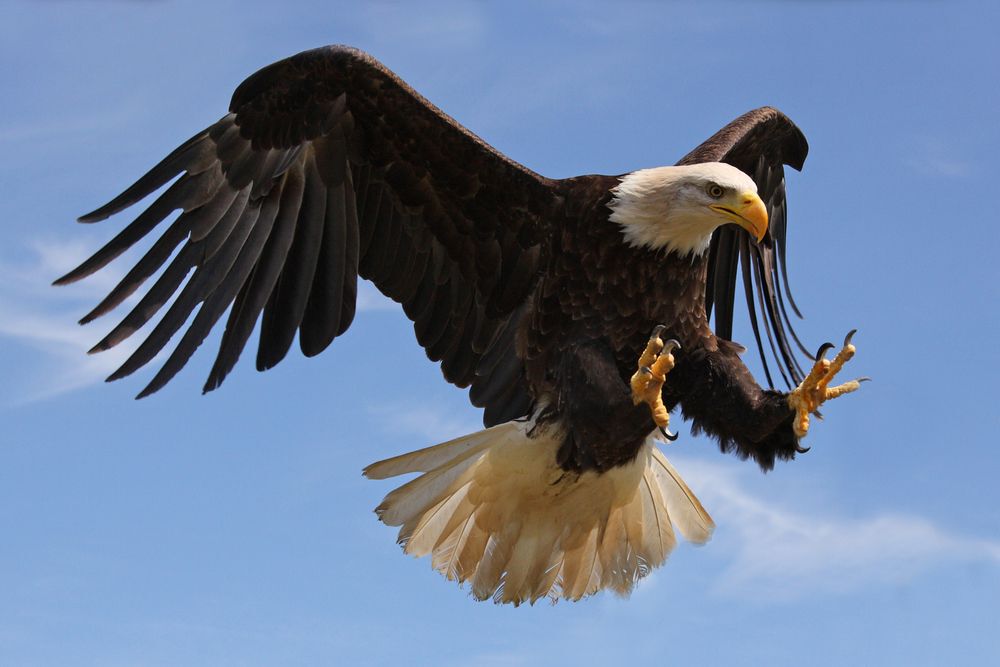 Close-up of a bald eagle flying with a blue sky in the background.
