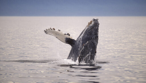A humpback whale breaching the ocean.