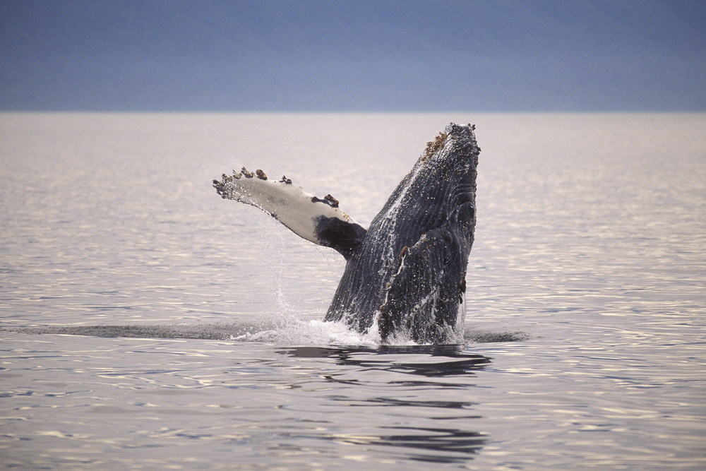 A humpback whale breaching the ocean.