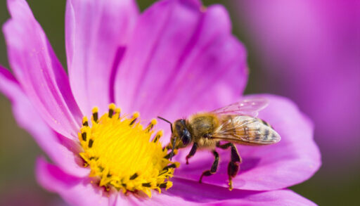 A single purple daisy flower with a bee hovering over its pistil