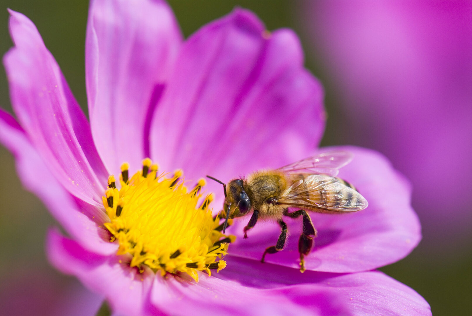 A single purple daisy flower with a bee hovering over its pistil