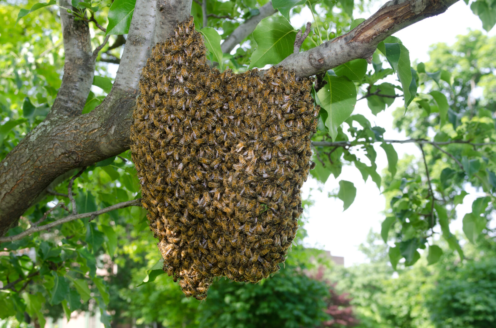 A swarm of honeybees clinging to a tree hive