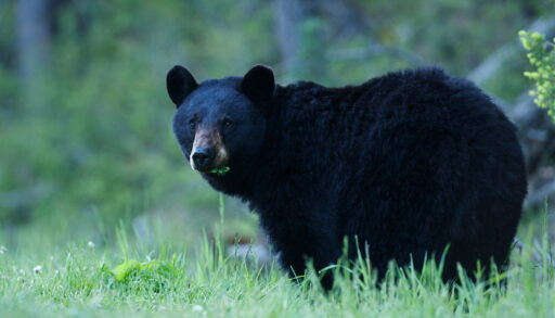 Black bear walking in a forest clearing.
