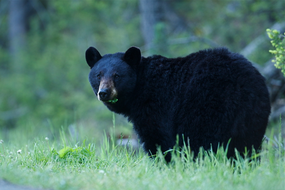 Black bear walking in a forest clearing.