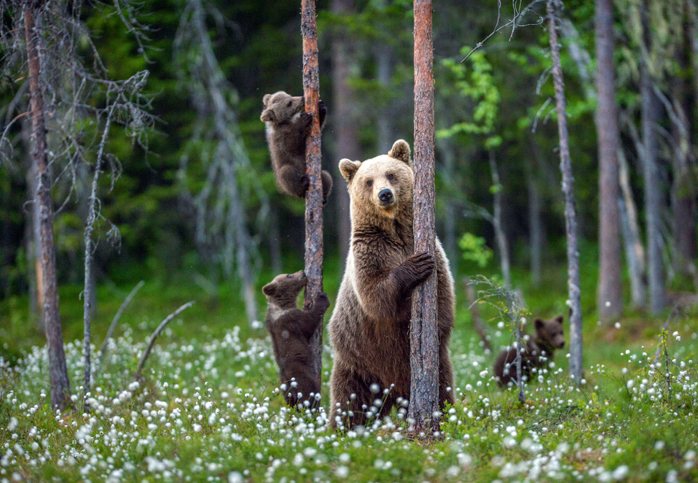 Grizzly bear and her cubs climbing trees in a forest.