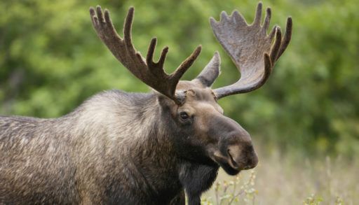 Side view of a moose standing in a grassy field.