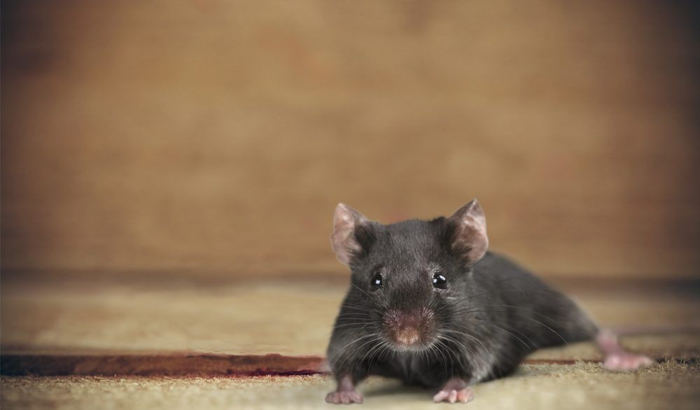 Grey mouse on a beige carpet.