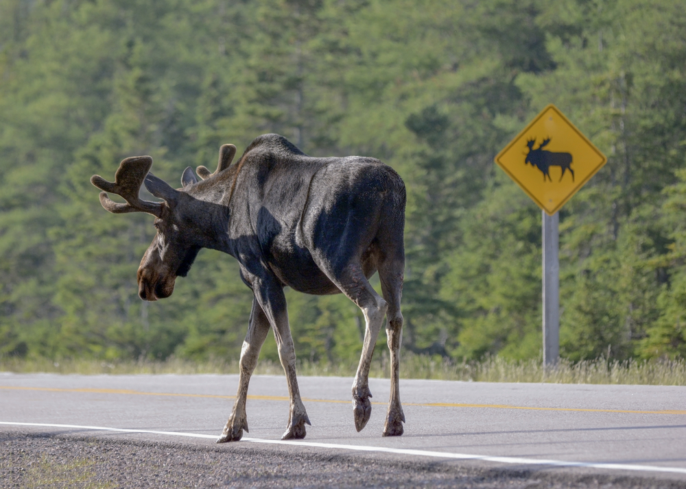 A moose walking down a highway next to a sign warning drivers to watch for moose.