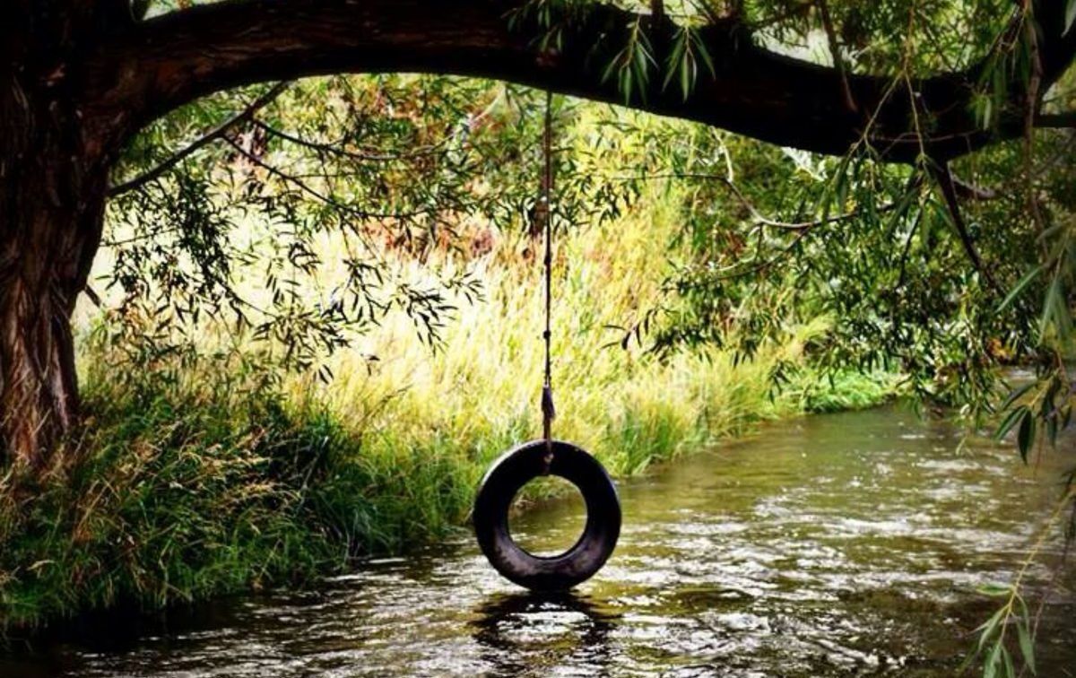 tire swing hanging from branch over stream