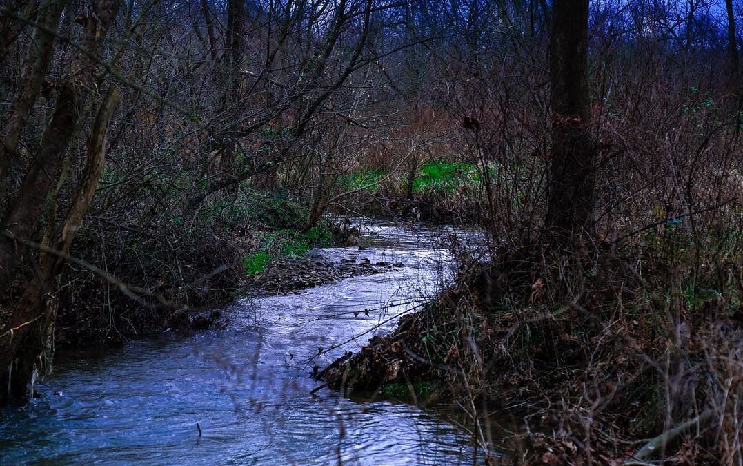 stream in forest